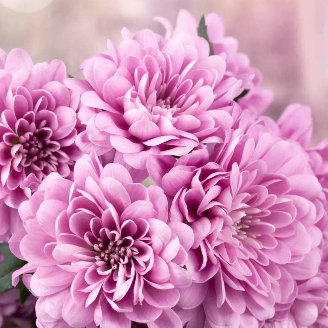🌸紫🌴菱🌹