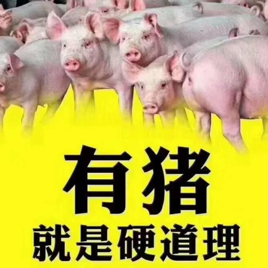 龙哥说养猪