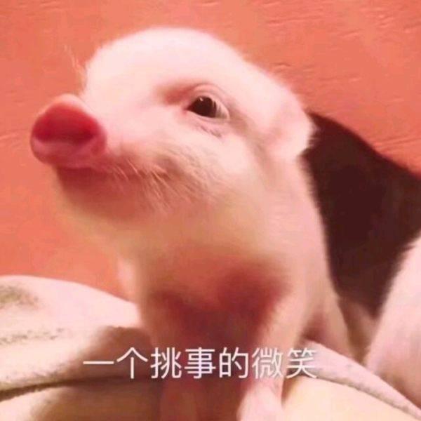 🐷、