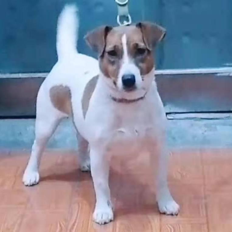 🐶杰克罗素梗豆豆🐶