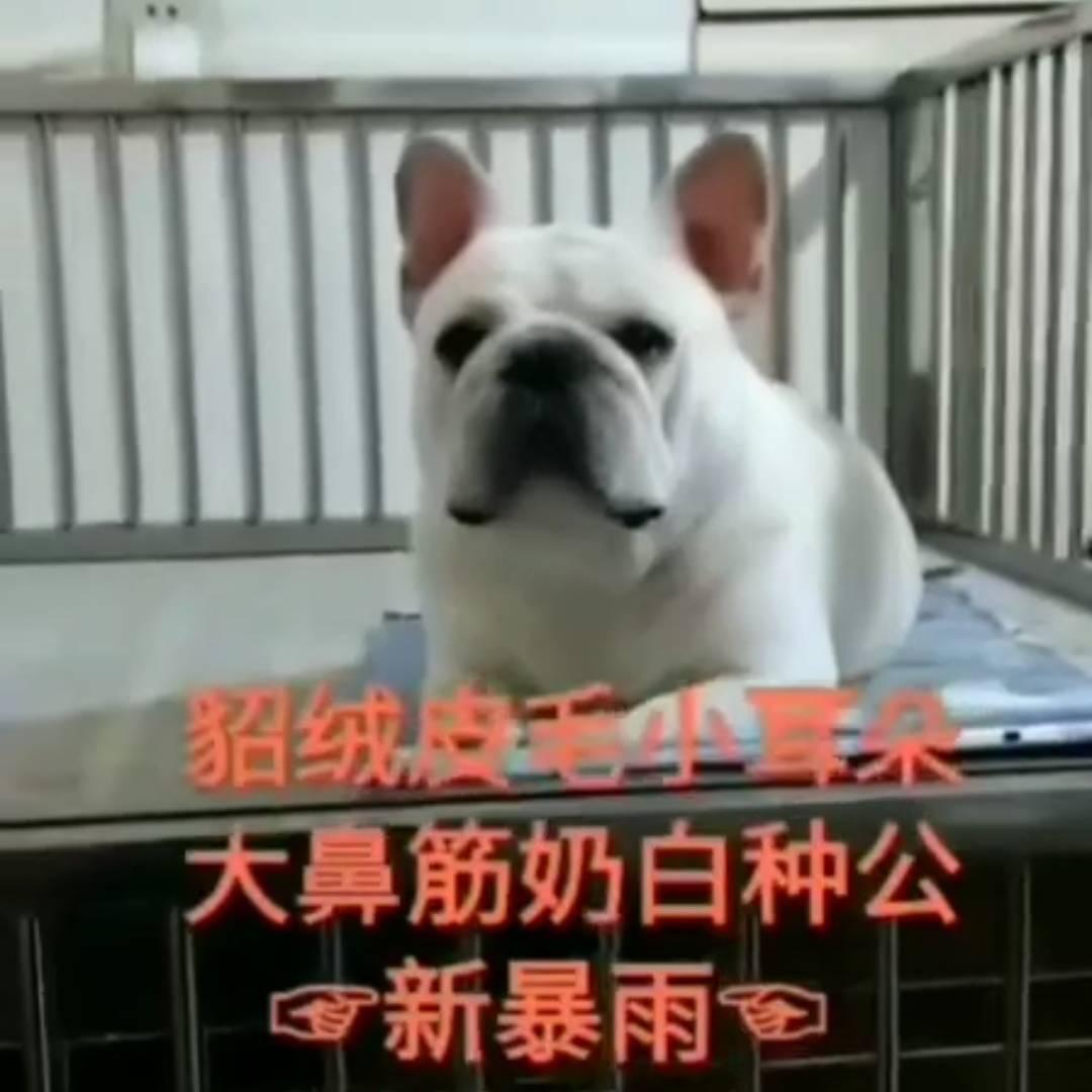 苏家屯雨鑫宠物化验