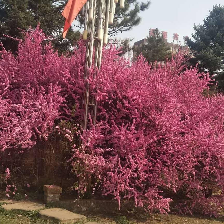 马到吉祥