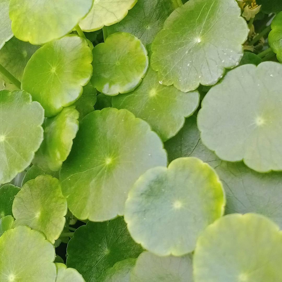 铜钱草