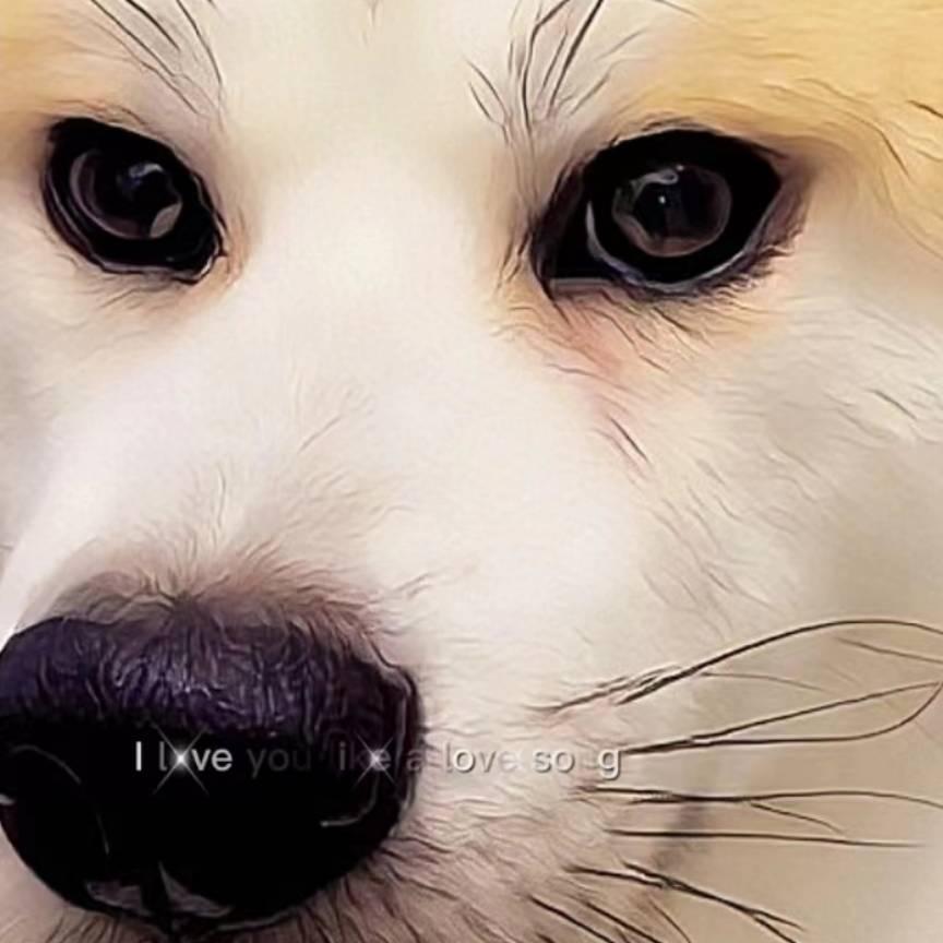 顺心顺意獒哥和姥姥