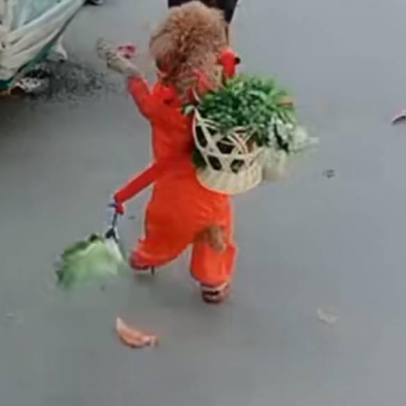 豆豆的流浪生活