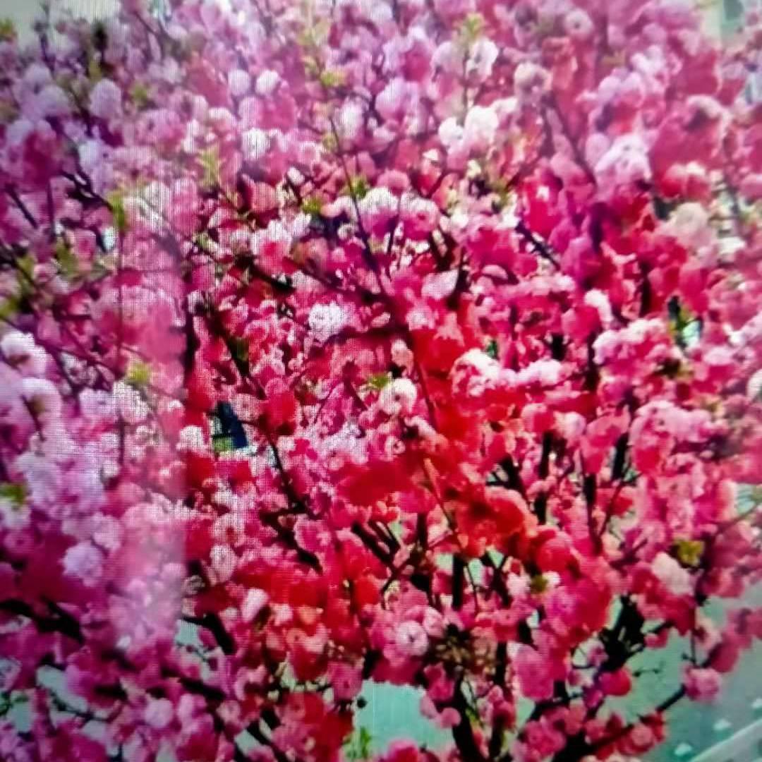 张林芝老太太