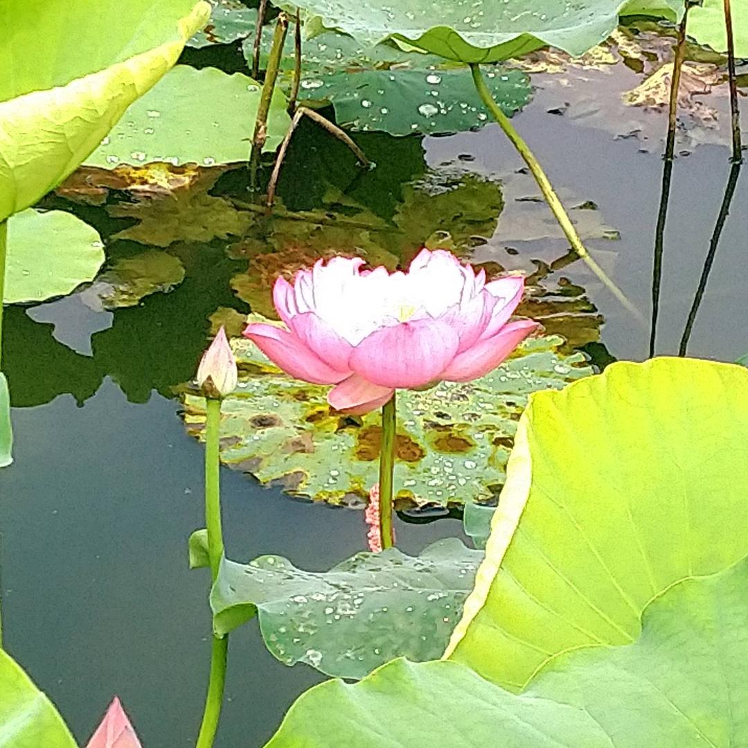 三农嫁接