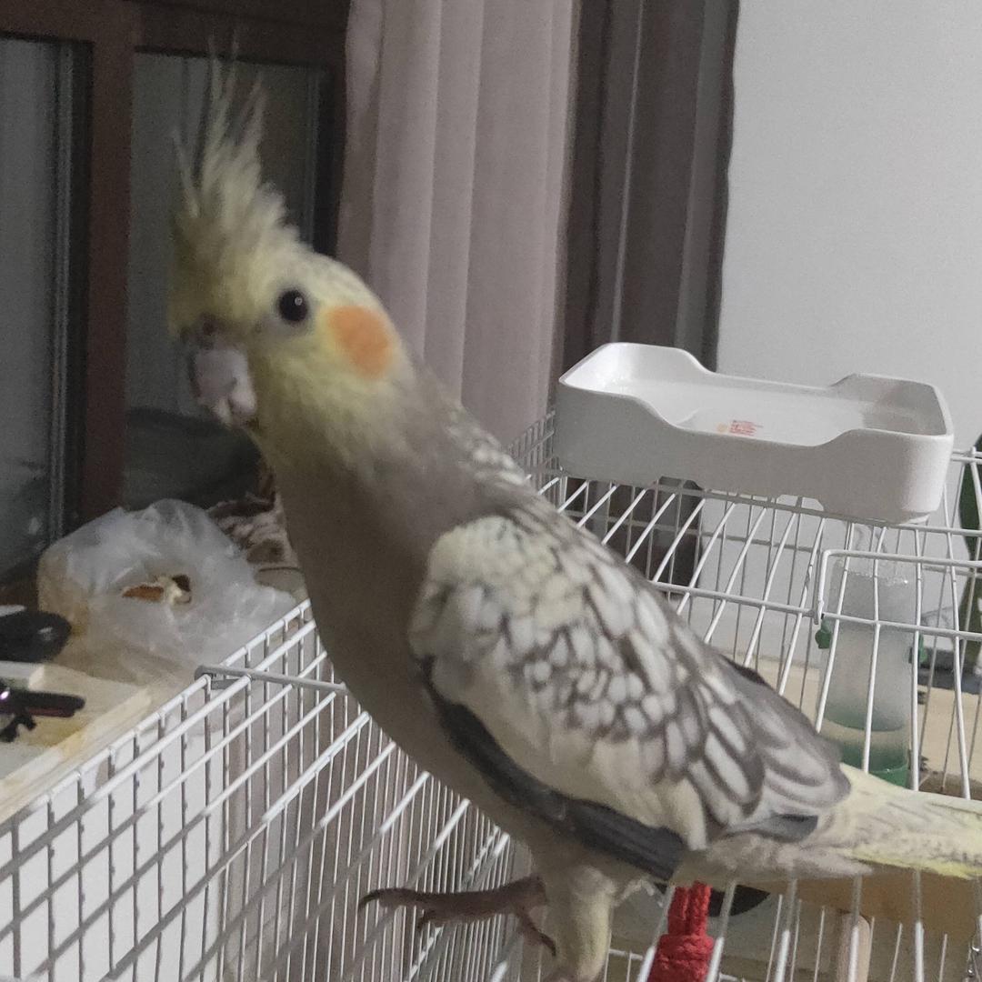 鹦鹉小太阳白城