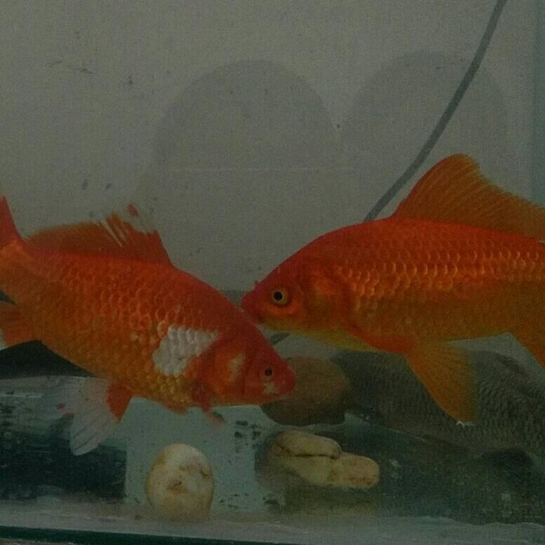 ☞ 火山收藏家☜