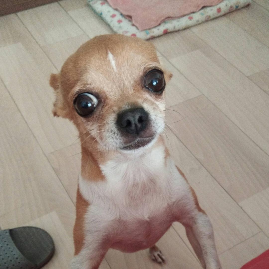 宠物铁牛