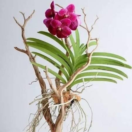 艺锦花卉园艺中心