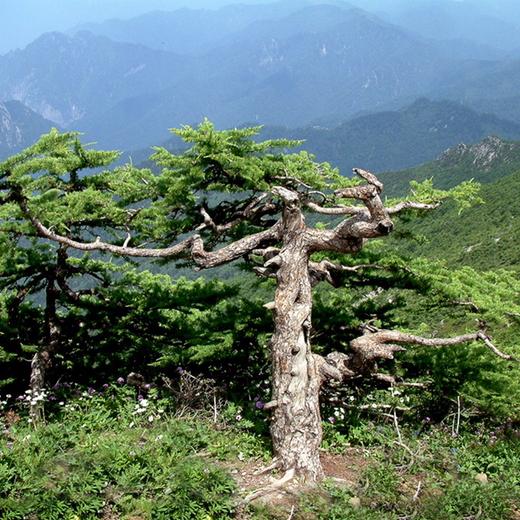 大山⛰️