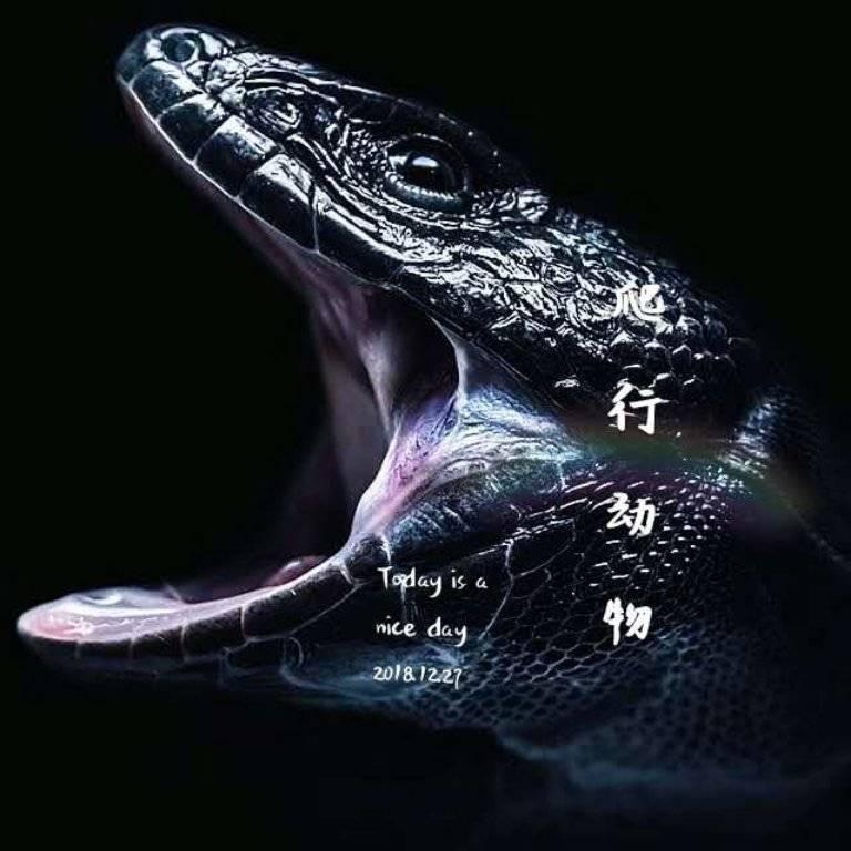 爬行动物世界