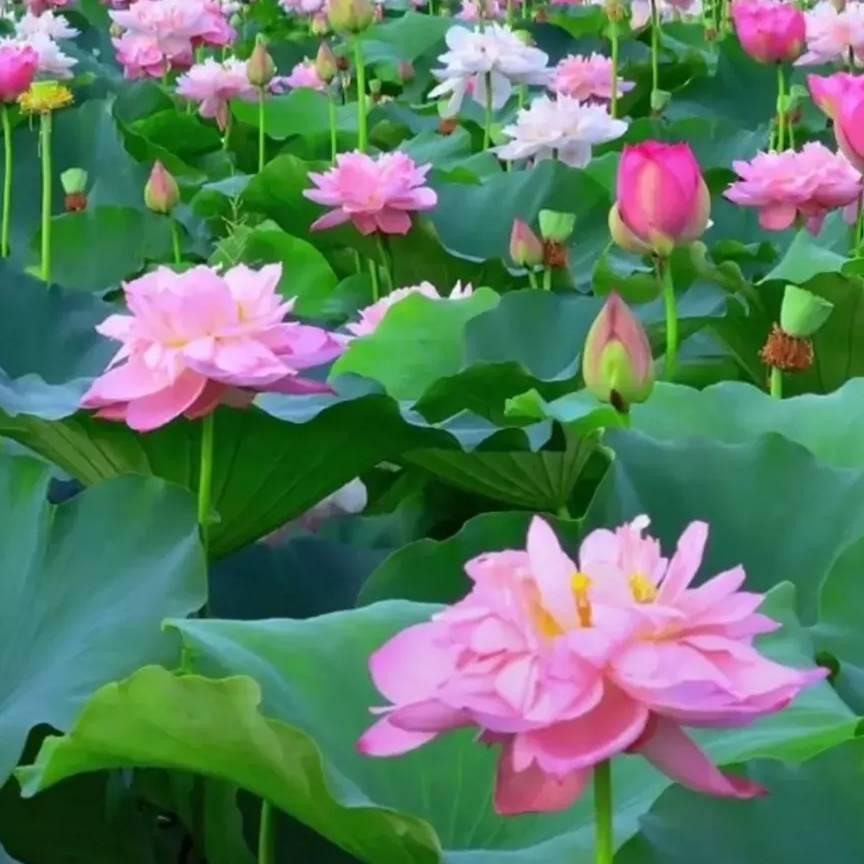 不染浊尘