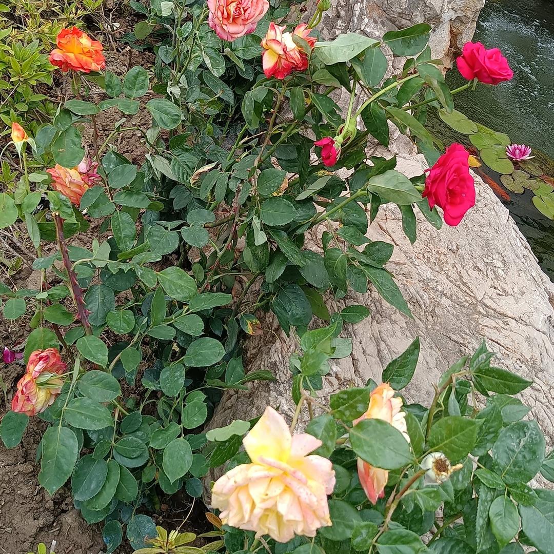 荣耀江南