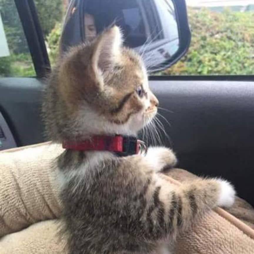 东北猫《农村人的生活》