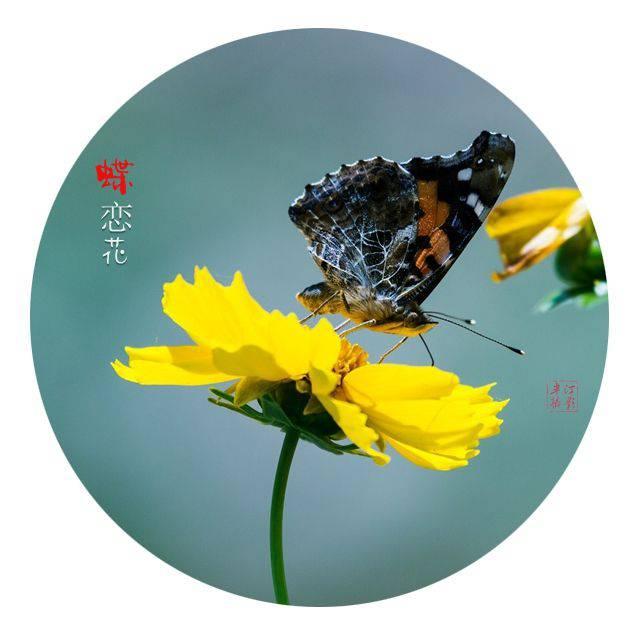 花恋蝶
