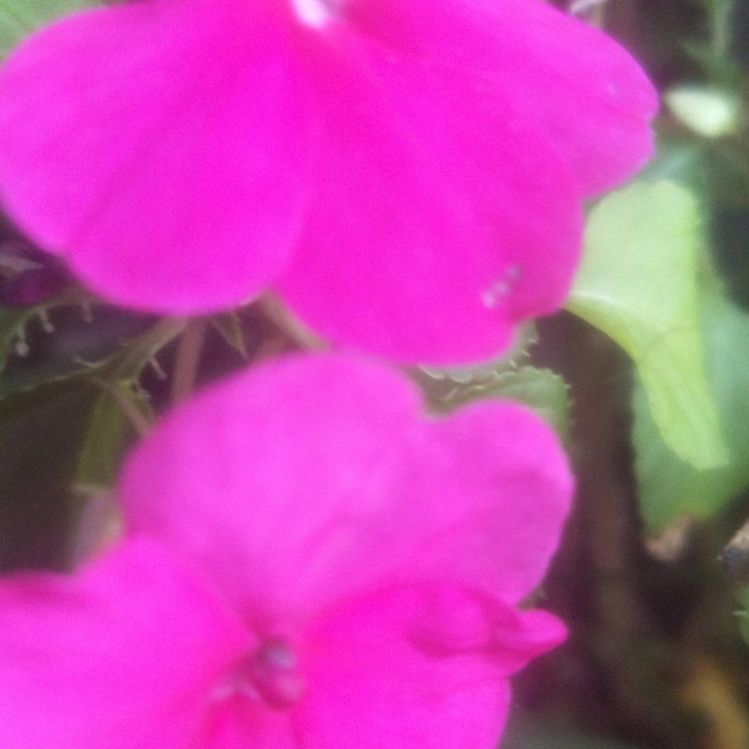 我是一棵树。🍀🍀