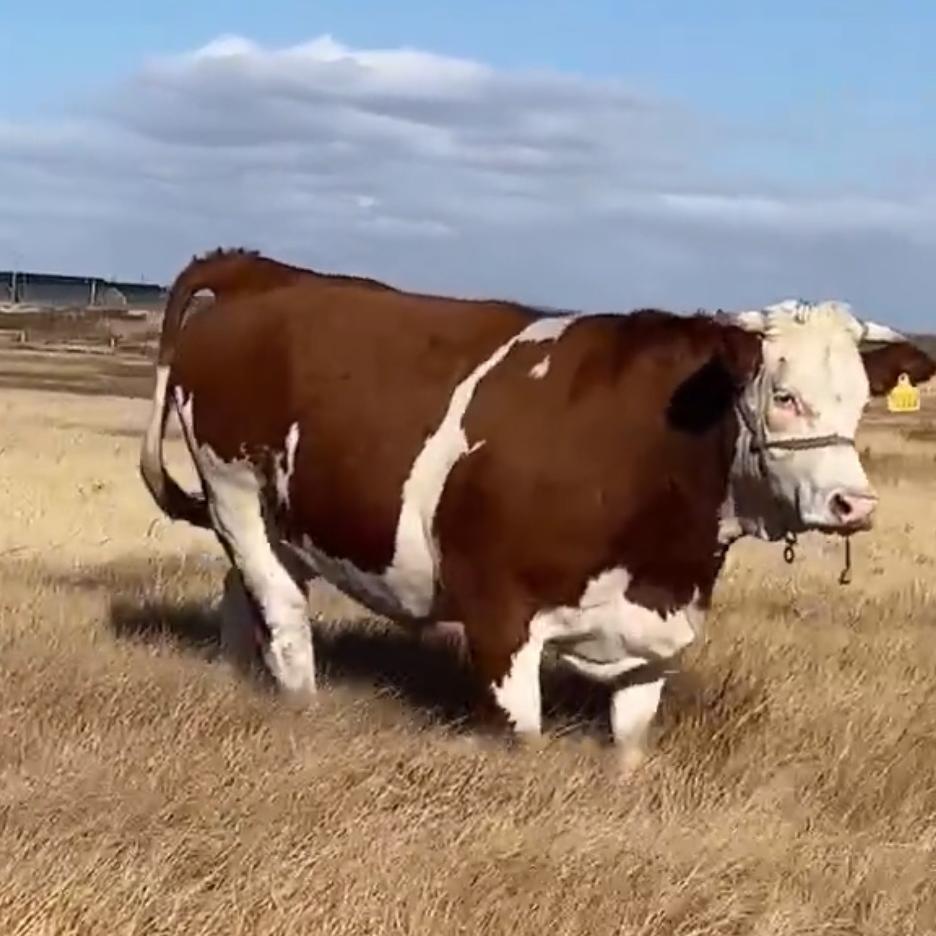 散养牛专业户🐂/阚