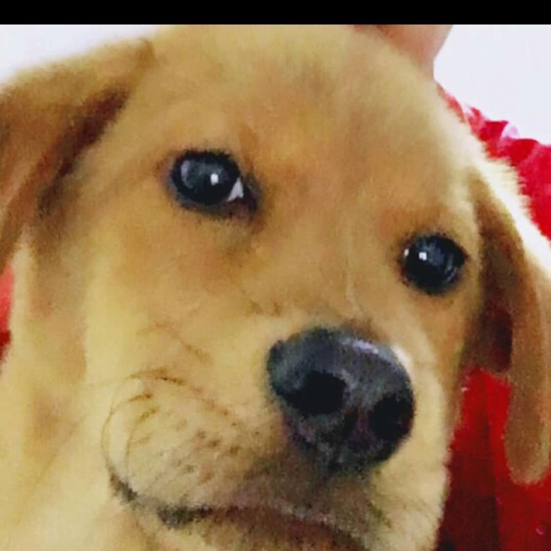 请叫我小胖