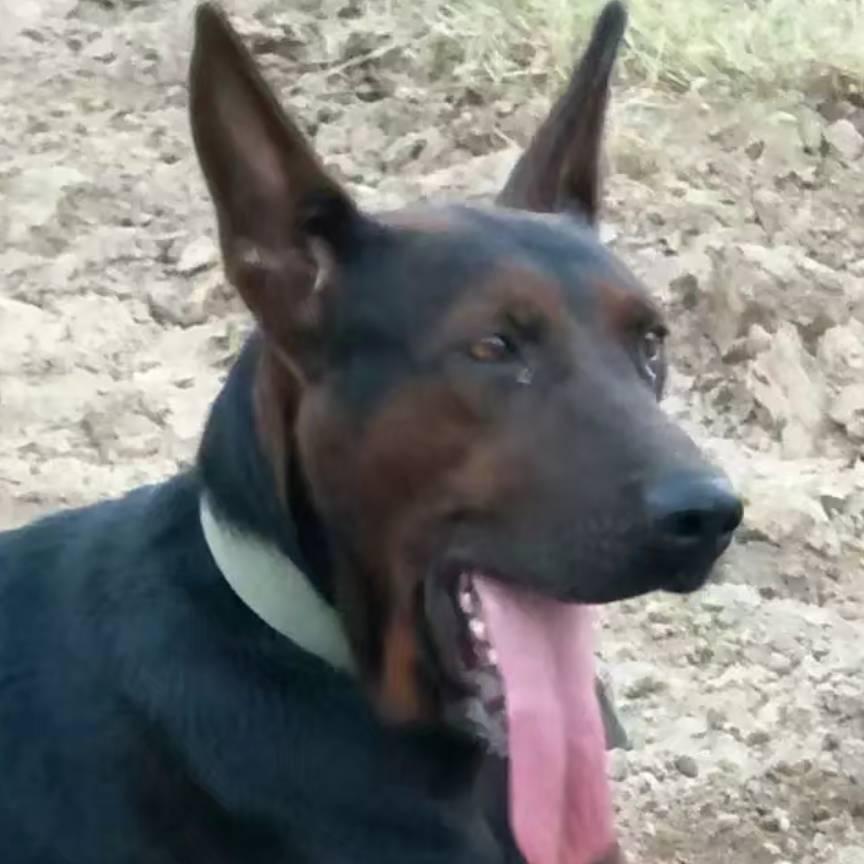 纯种山红犬繁育