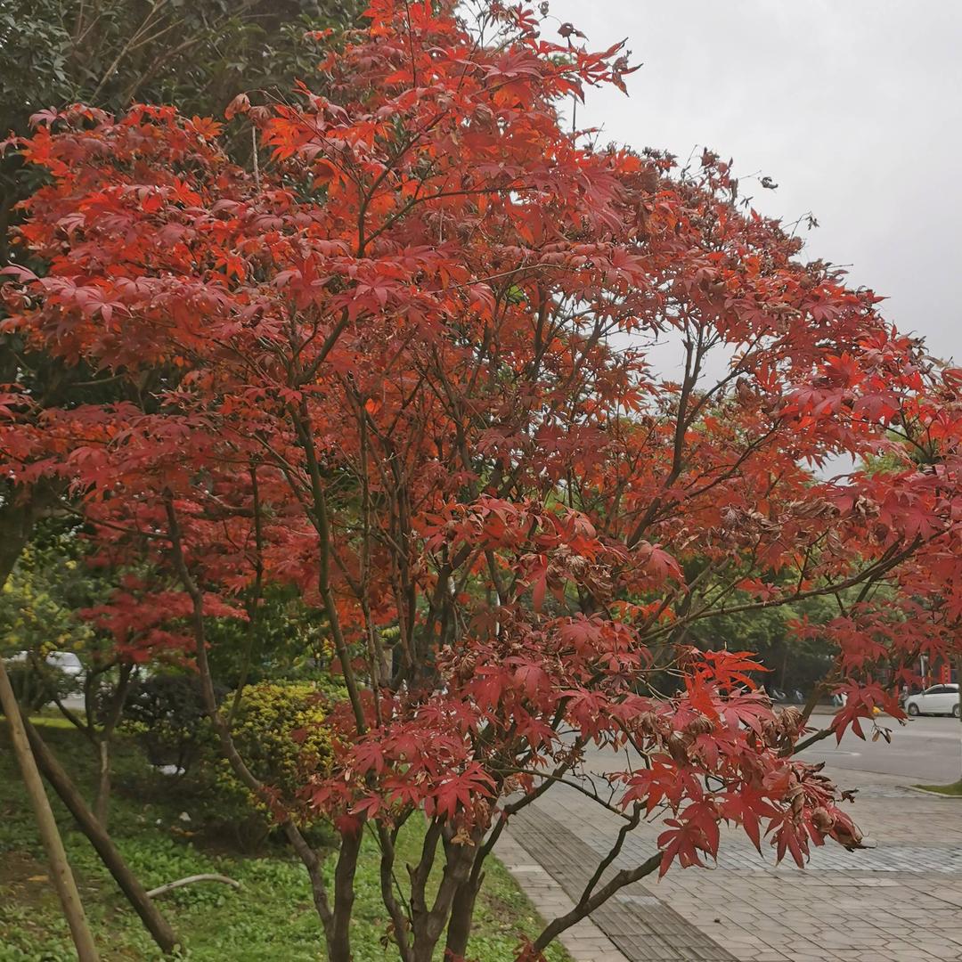 蜀汉