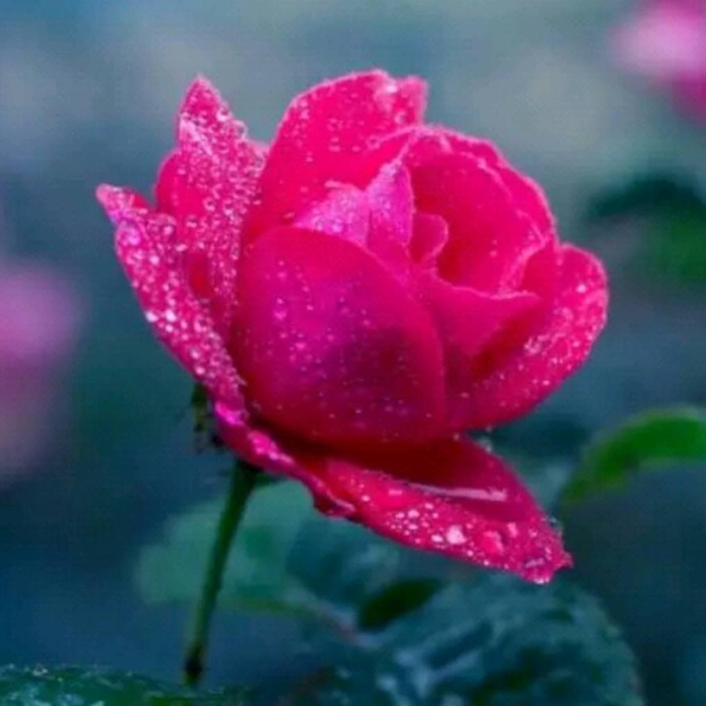 记忆轮回💞💞