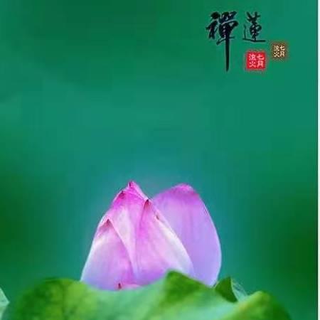 六月豆豆荷