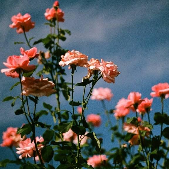 两个孩子的奶奶