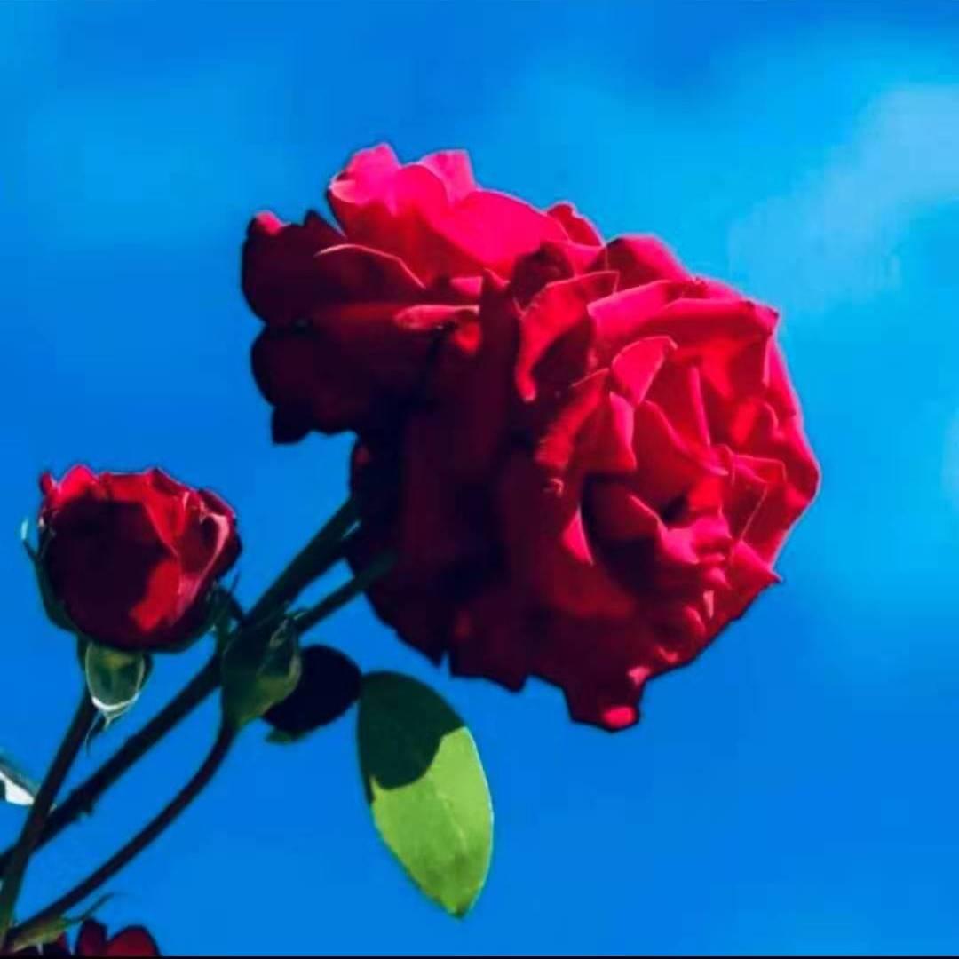 笑颜、如花✨