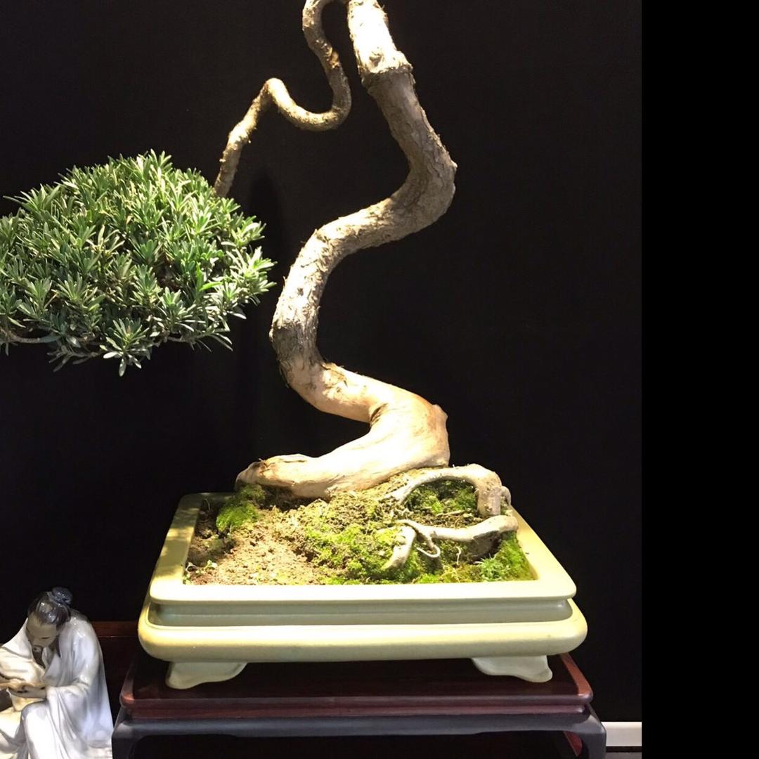南通雀舌罗汉松盆缘舍