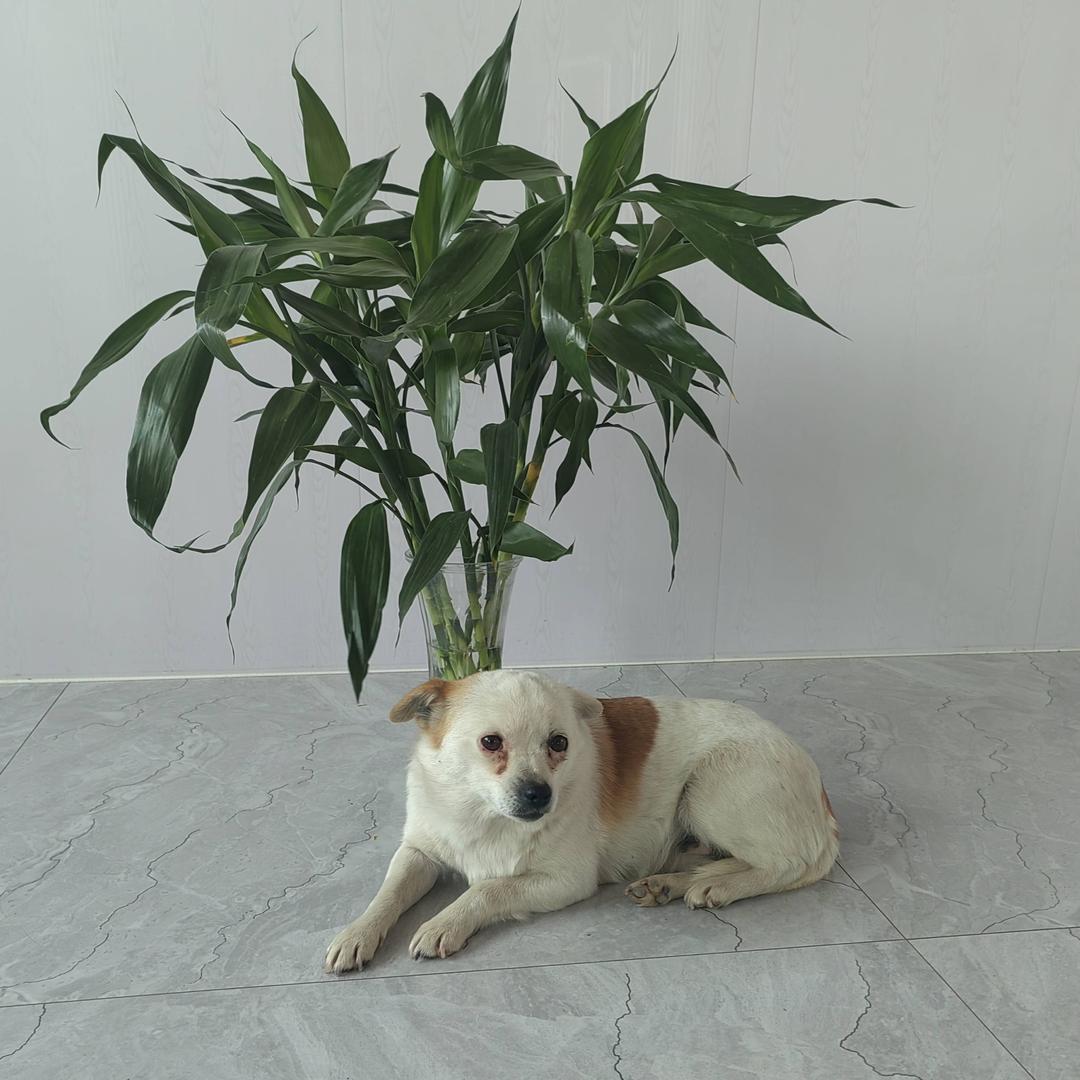 兴旺🐶🔥🔥🔥