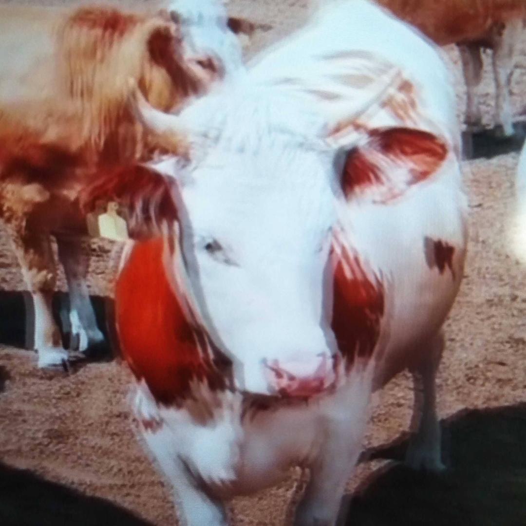 大型肉牛养殖场