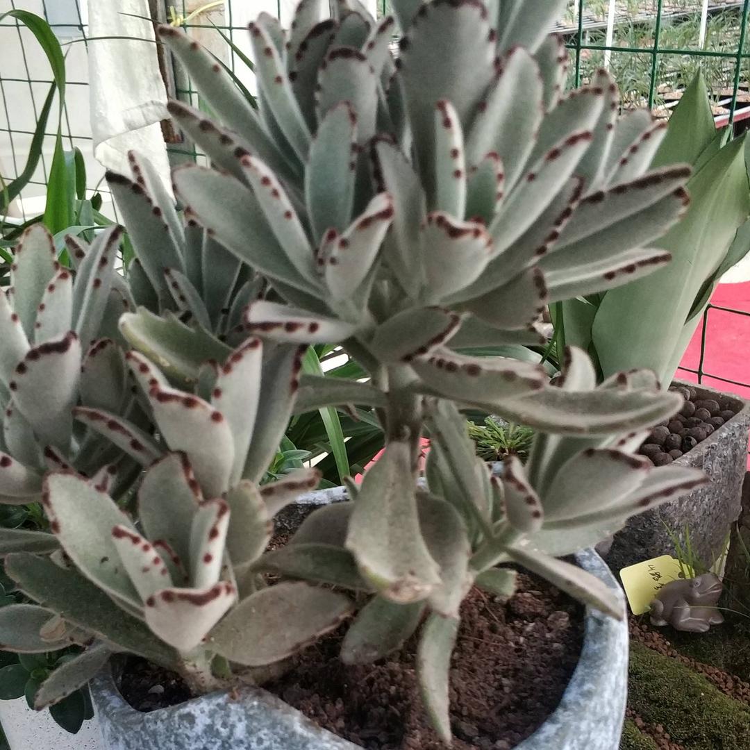 盆友多肉园艺（小张）