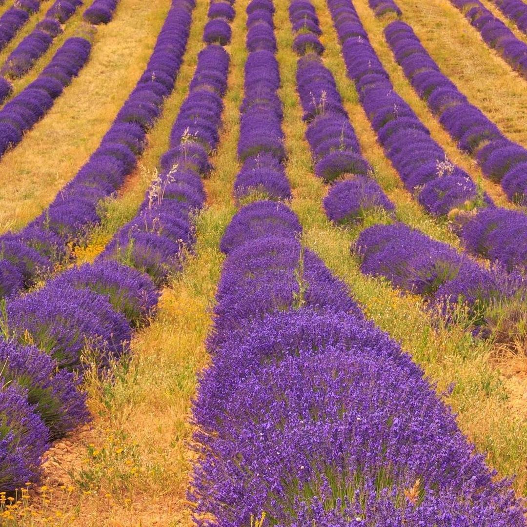 💦金玉良缘💦