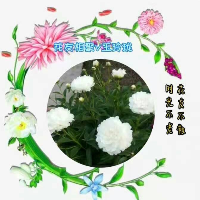 @玉玲珑∨花友相聚