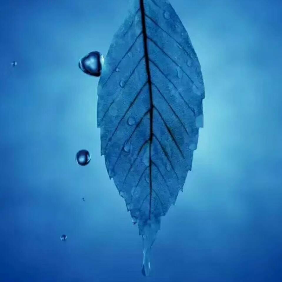 ◤小樓一夜聽春雨◢