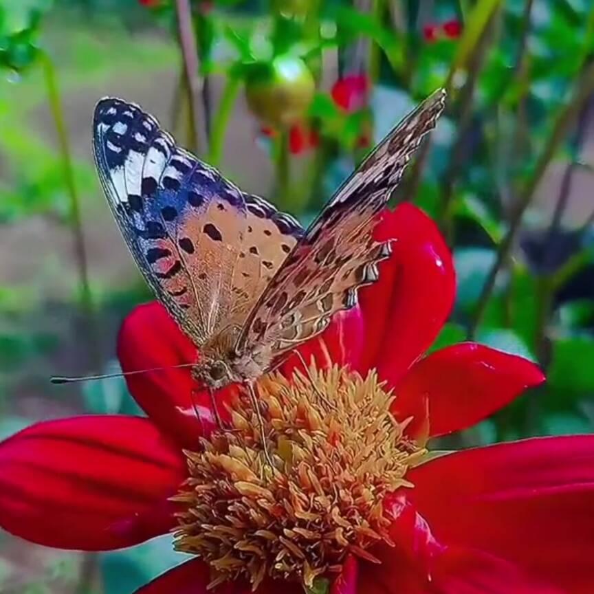 💞花好月圆💞🌻