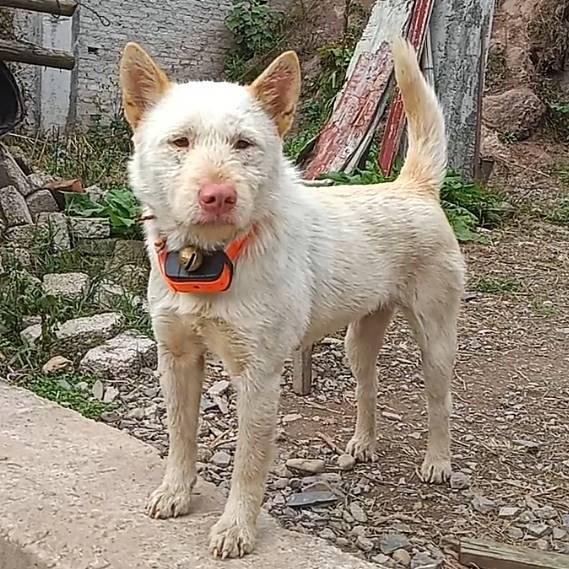 贵州原生态实战猎犬