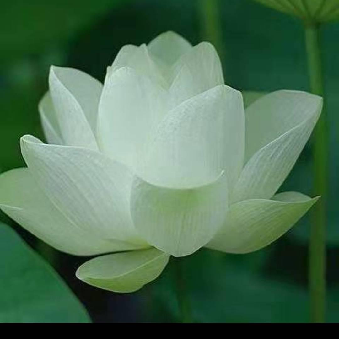 🍀无名🌴