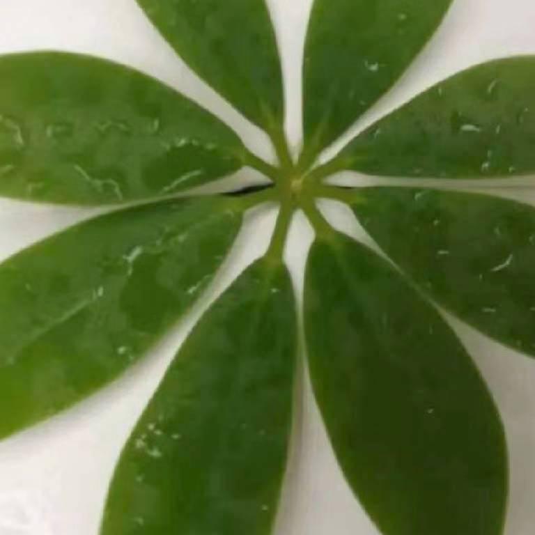 梦幻：