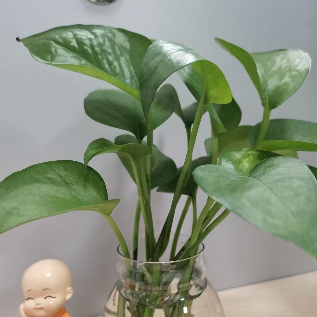如果爱之星星之火