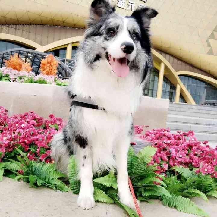 小单萌宠1号