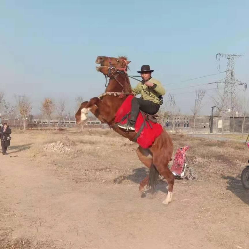 训马师416