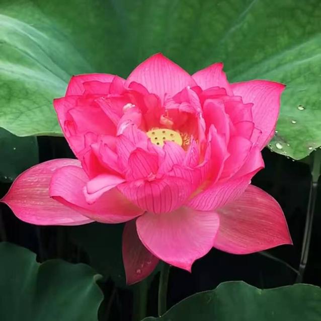 🔥美好回忆🌹🌸