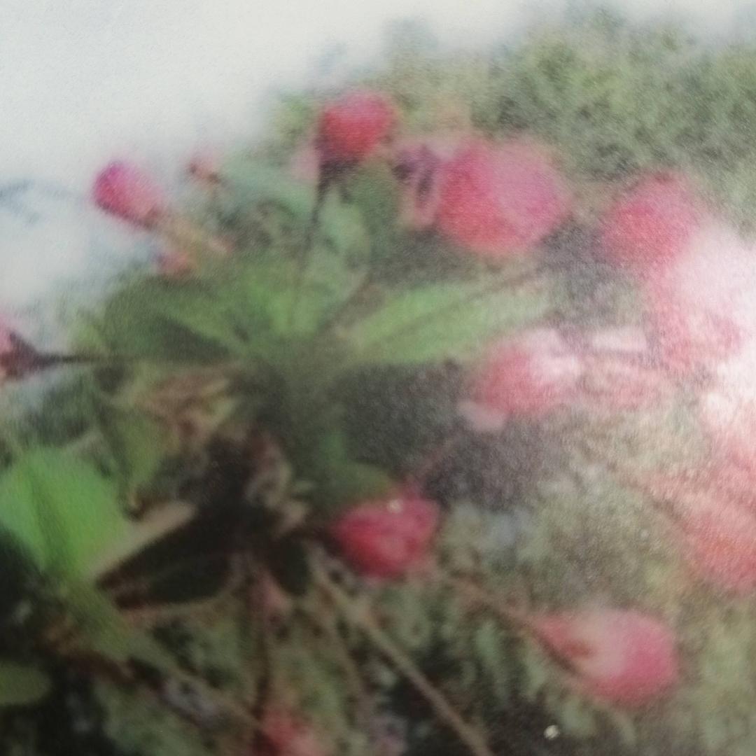 天山海堂花