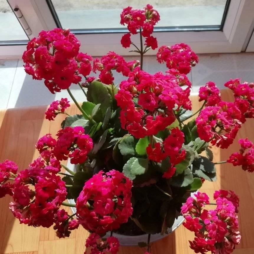 春暖花开