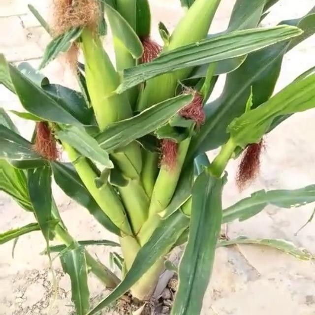 🌾秋天🌾✨