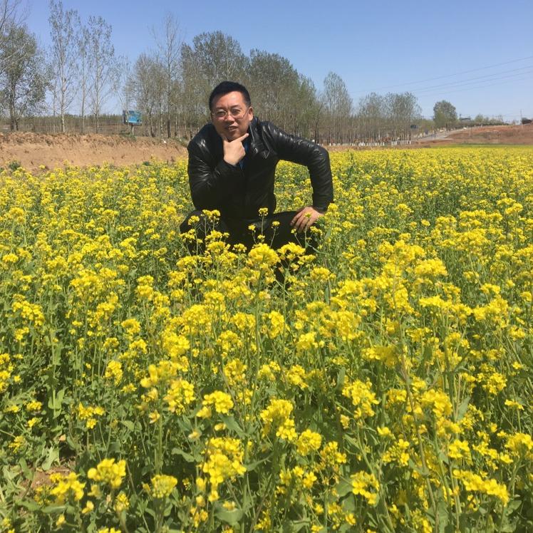 油菜花心