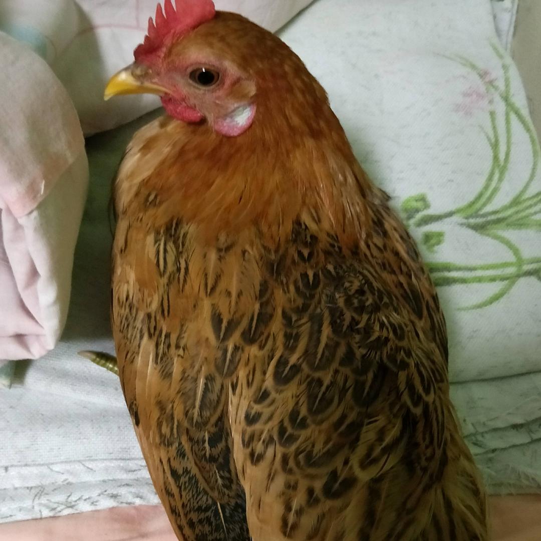 喜欢孟庭苇喜欢元宝